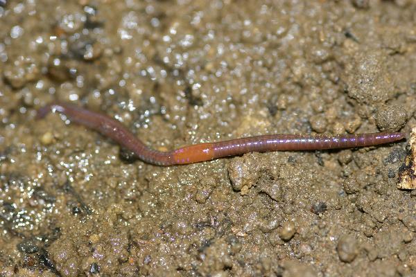 Photo of Lumbricus castaneus by Earthworm Research Group University of Lancashire